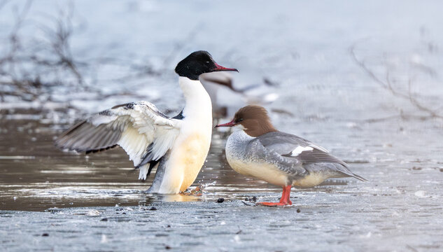 Common Merganser Pair - Female And Male On Ice