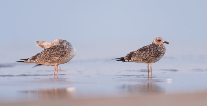 Two gulls resting on a calm shoreline during morning light