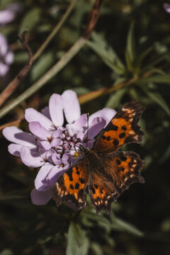 View of a detailed macro shot of a butterfly with orange and black wings resting on a light purple flower in Hilo, Hawaii, United States.