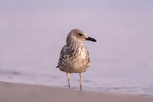 Young herring gull standing on the sandy beach at sunset