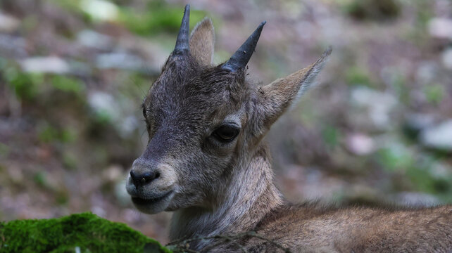 View of a young Alpine ibex with small horns resting in the Parc de Merlet in Les Houches, Auvergne-Rhone-Alpes, France.
