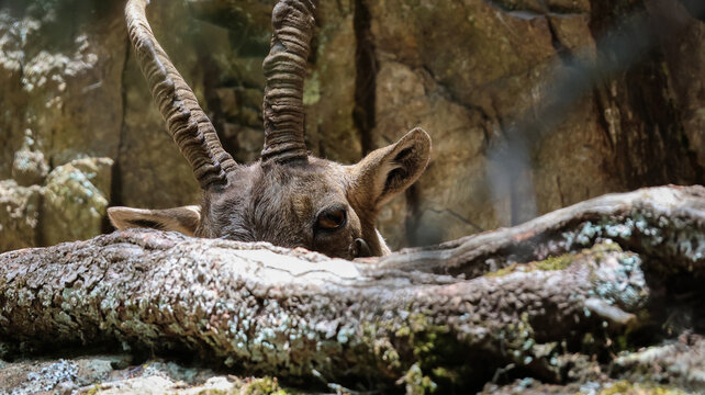 View of an alpine ibex with curved horns peering from behind a weathered wooden log in the natural habitat of Parc de Merlet, Les Houches, Auvergne-Rhone-Alpes, France.