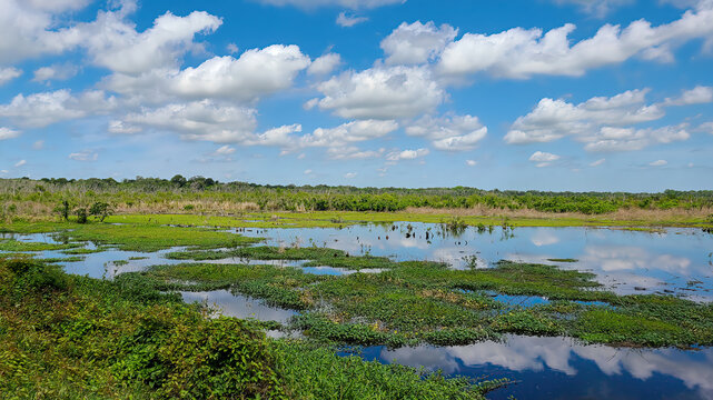 Brazos Bend State Park, Texas