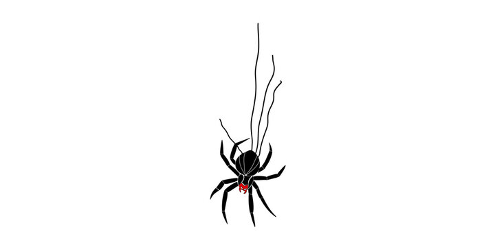 Black widow spider hanging on web thread against gray background.