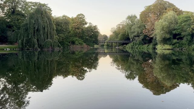 Weeping Willows Reflected in a Calm Park Pond
