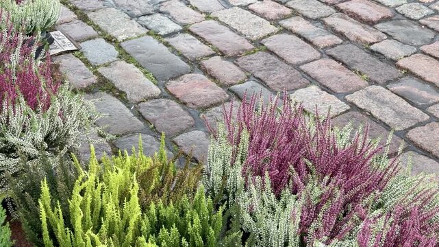 Rows of Autumn Heather Plants on Cobblestones for Sale