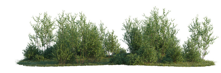 Obraz premium Betula pumila tree line, Forest Edge, Backdrop cutout, isolate transparent background, Dense green shrubs with grass texture, isolated on transparent background for landscaping design