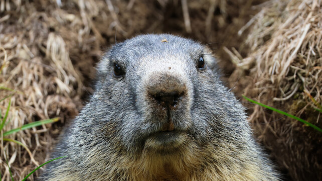View of an alpine marmot emerging from its burrow at Parc de Merlet in Les Houches, Auvergne-Rhone-Alpes, France.