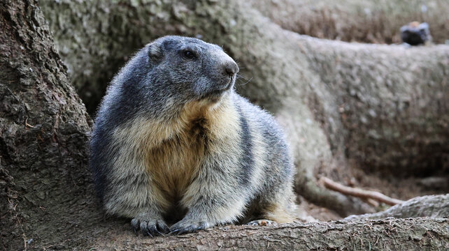 View of an Alpine marmot resting near the roots of a tree in Parc de Merlet, Les Houches, Auvergne-Rhone-Alpes, France.
