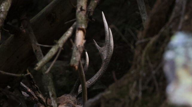 View of deer antlers visible through the dense branches and foliage of the forest at Parc de Merlet in Les Houches, Auvergne-Rhone-Alpes, France.