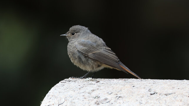 View of a small grey bird perched on a stone wall at Parc de Merlet in Les Houches, Auvergne-Rhone-Alpes, France.