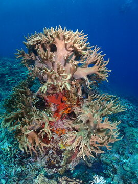 View of a vibrant branching coral formation thriving in the deep blue waters of the reef in Raja Ampat, Southwest Papua, Indonesia.