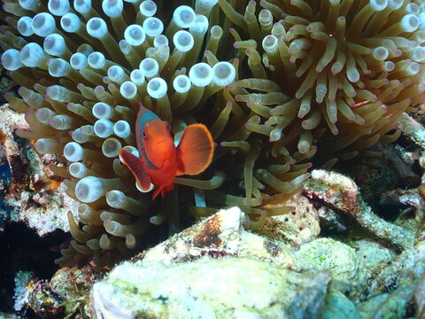 View of a vibrant orange clownfish nestled within the tentacles of a sea anemone in the clear waters of Raja Ampat, Southwest Papua, Indonesia.