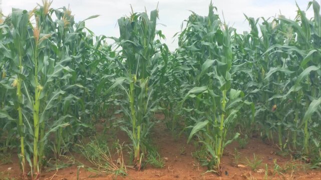 Low Angle View of Green Corn Field Rows Growing Under Bright Sunlight