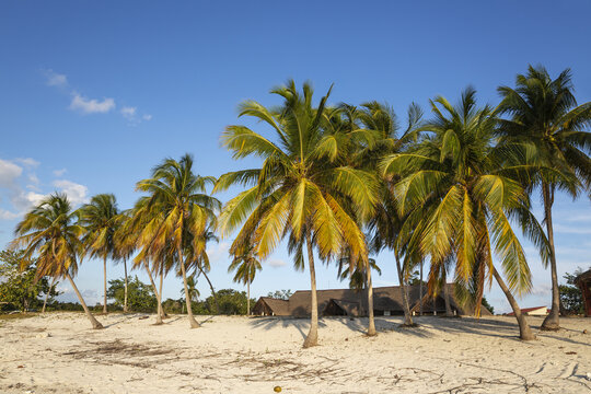 View of Coconut trees Cocos nucifera at the sandy beach of the diving resort of Maria la Gorda, Guanahacabibes Peninsula, Guanahacabibes National Park, Cuba.