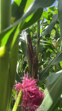 Corn plant with pink silk growing in green cornfield