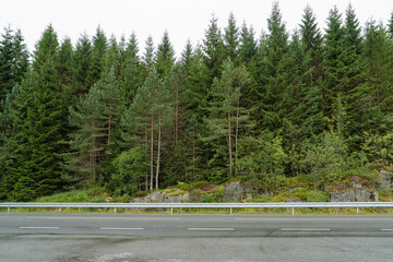 Dense evergreen coniferous forest background with pine tree and road view © heerim studio