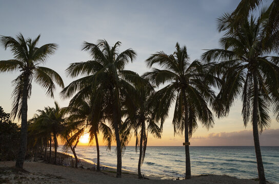View of palm trees on a sandy beach at sunset with the ocean in the background in Varadero, Matanzas, Cuba.