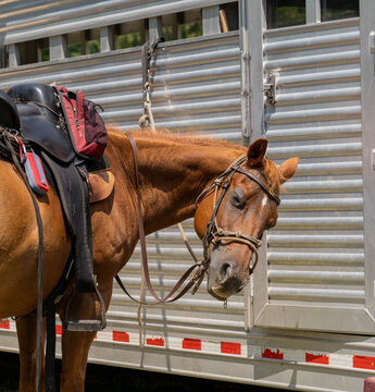 Saddled Chestnut Horse Standing Beside Silver Horse Trailer