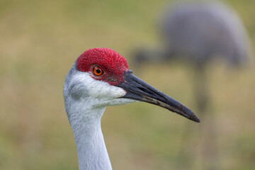 Sandhill crane (Antigone canadensis) profile portrait with second crane in background, Florida © Matthew Bydalek