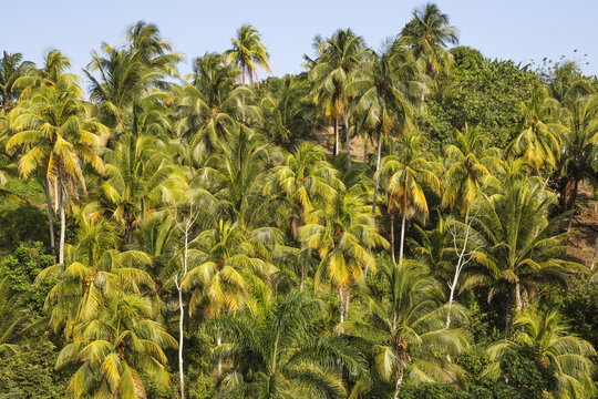 View of a dense tropical forest filled with lush green coconut trees Cocos nucifera under a clear blue sky in Baracoa, Guantanamo, Cuba.