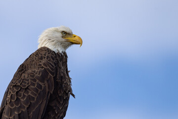 Obraz premium Bald eagle (Haliaeetus leucocephalus) close up head portrait in profile against blue sky, Florida
