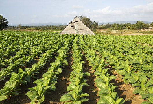 View of a traditional wooden tobacco drying barn situated amidst lush green tobacco fields under a clear blue sky in Pinar del Rio, Pinar del Rio, Cuba.