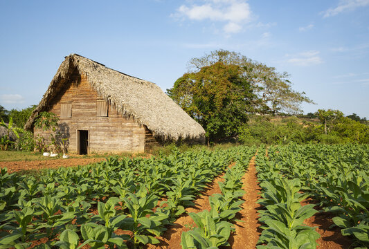 View of a traditional wooden tobacco drying barn with a thatched roof situated in a lush green tobacco field under a clear blue sky in Pinar del Rio, Pinar del Rio, Cuba.