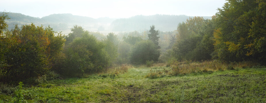 Environment, trees and forest landscape with fog for winter scenery, sustainability or eco friendly view. Banner, field and empty background in woods with misty atmosphere and countryside destination