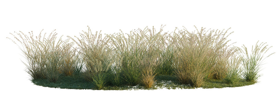 Bouteloua curtipendula tree shrub, plant bush, cutout, isolate transparent background, Grasses with Greenery on a Black Background - Ideal for Design & Nature Projects
