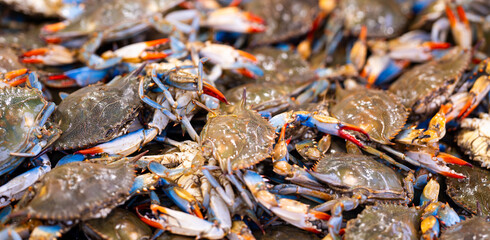 Seafood market displays raw blue crabs. Seafood texture looks fresh and natural. Blue crab seafood supports gourmet food. Fresh seafood catch fills market pile. © Volodymyr