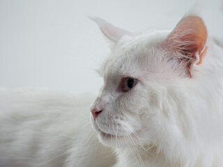 White Maine Coon cat head shot © Senko