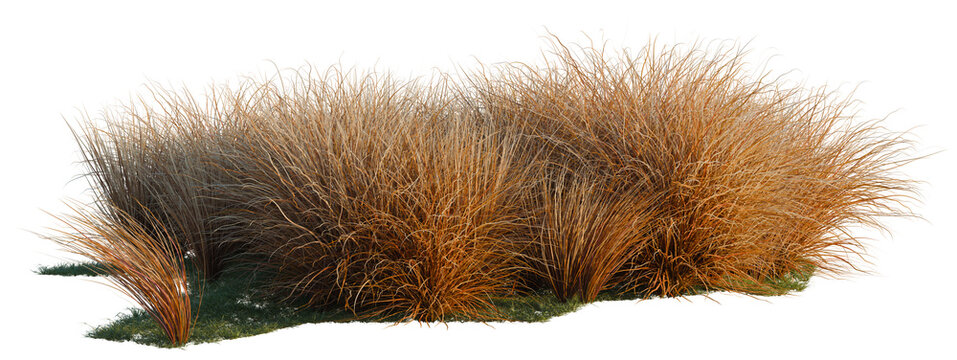 Carex buchananii tree shrub, plant bush, cutout, isolate transparent background, Detailed Ornamental Grass Clumps - Lush Texture & Warm Autumn Colors for Landscape Design and Nature