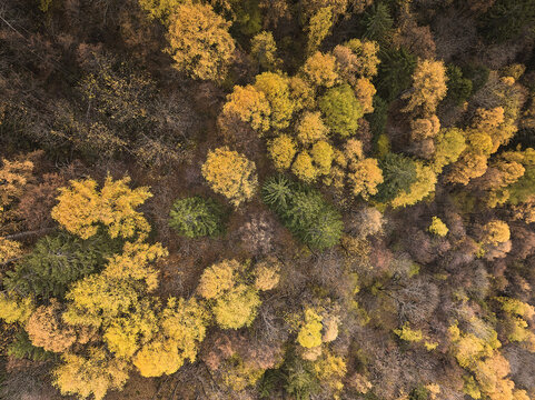 Aerial view of a dense forest in autumn with vibrant yellow, orange, and green foliage in Villa di Chiavenna, Lombardy, Italy.