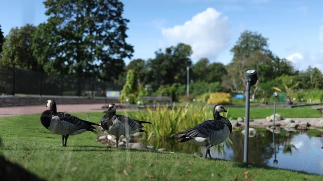 Close up of three geese standing on green grass beside a calm pond with natural daylight and peaceful wildlife surroundings