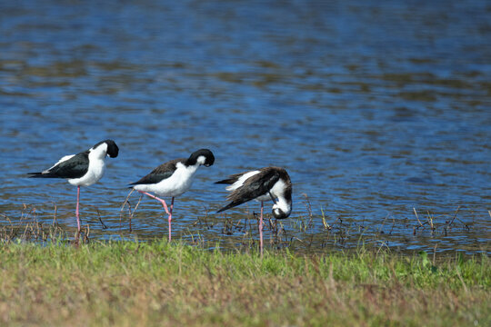Black-necked stilts (Himantopus mexicanus) at grassy shoreline with copy space, Florida