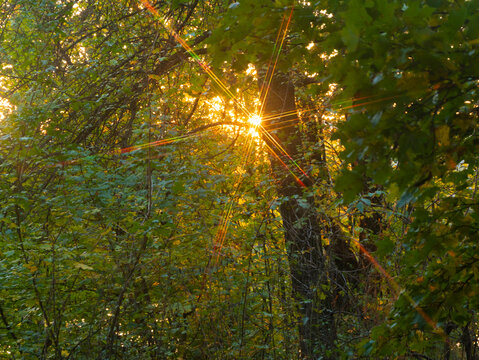 Spectra of the setting sun.
When light passes through the crown of a tree, patterns are formed.
