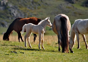 Russia. mountain Altai. Peacefully grazing horses with foals in the spring mountain steppes along the Chuisky highway. © Александр Катаржин