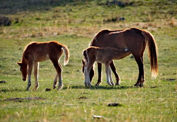 Russia. mountain Altai. Peacefully grazing horses with foals in the spring mountain steppes along the Chuisky highway. © Александр Катаржин