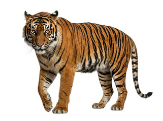 Obraz premium Majestic bengal tiger standing proudly with intense gaze detailed fur and powerful build isolated on transparent background