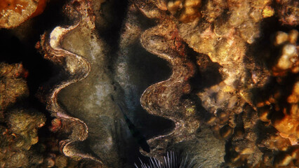 Giant clam shell open between corals, Tridacna gigas resting on underwater reef, marine biodiversity background, marine biology and nature science © TravelMedia