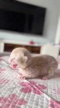 Tiny ginger kitten mewing and moving on patterned bedspread in soft focus cinematic motion footage for social media marketing use
