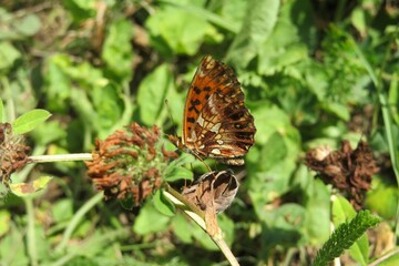 Latonia butterfly on a faded clover flower © natalya2015