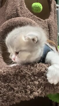 Fluffy gray and white kitten sitting on a soft brown cat tree perch while exploring during this charming motion video