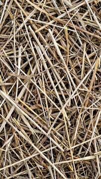 background straw, hay. texture of straw. 
