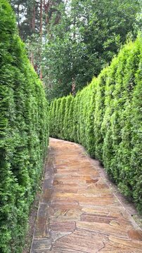 Neat, trimmed, well-maintained, topiary-style tall juniper shrubs lining the tiled path in the park. Landscape design, gardening, conifer care, juniper-lined path