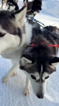 A team of cute huskies on a snow-covered mountain trail, ready for a walk. Dog sledding