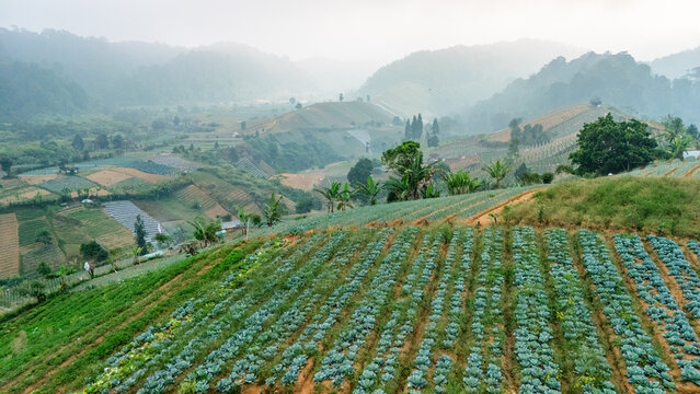 Aerial view of terraced vegetable fields on a misty hillside in Indonesia.