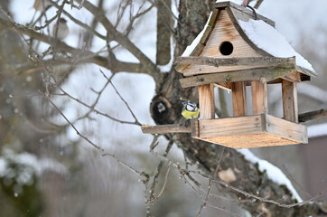 Great tit sitting on a branch a wooden birdhouse © Pavol Klimek