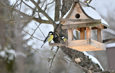 Great tit sitting on a branch a wooden birdhouse © Pavol Klimek
